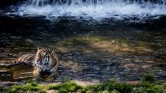 Amur Tiger  (CR. Sally Johnston)
