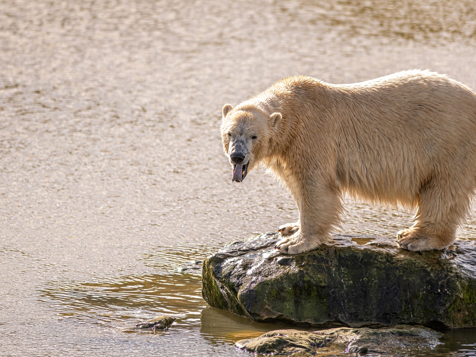 2023 05 03 2023 Project Polar 1 113 Dr Ywp