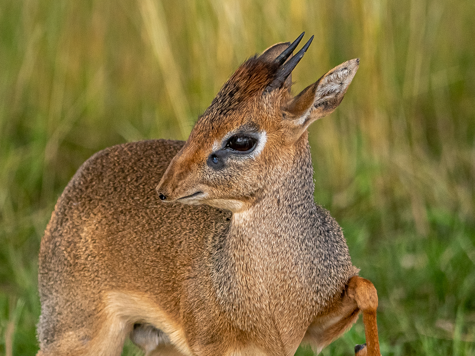 2021 09 17 2021Dik Dik On Guard 1 Dr Ywp