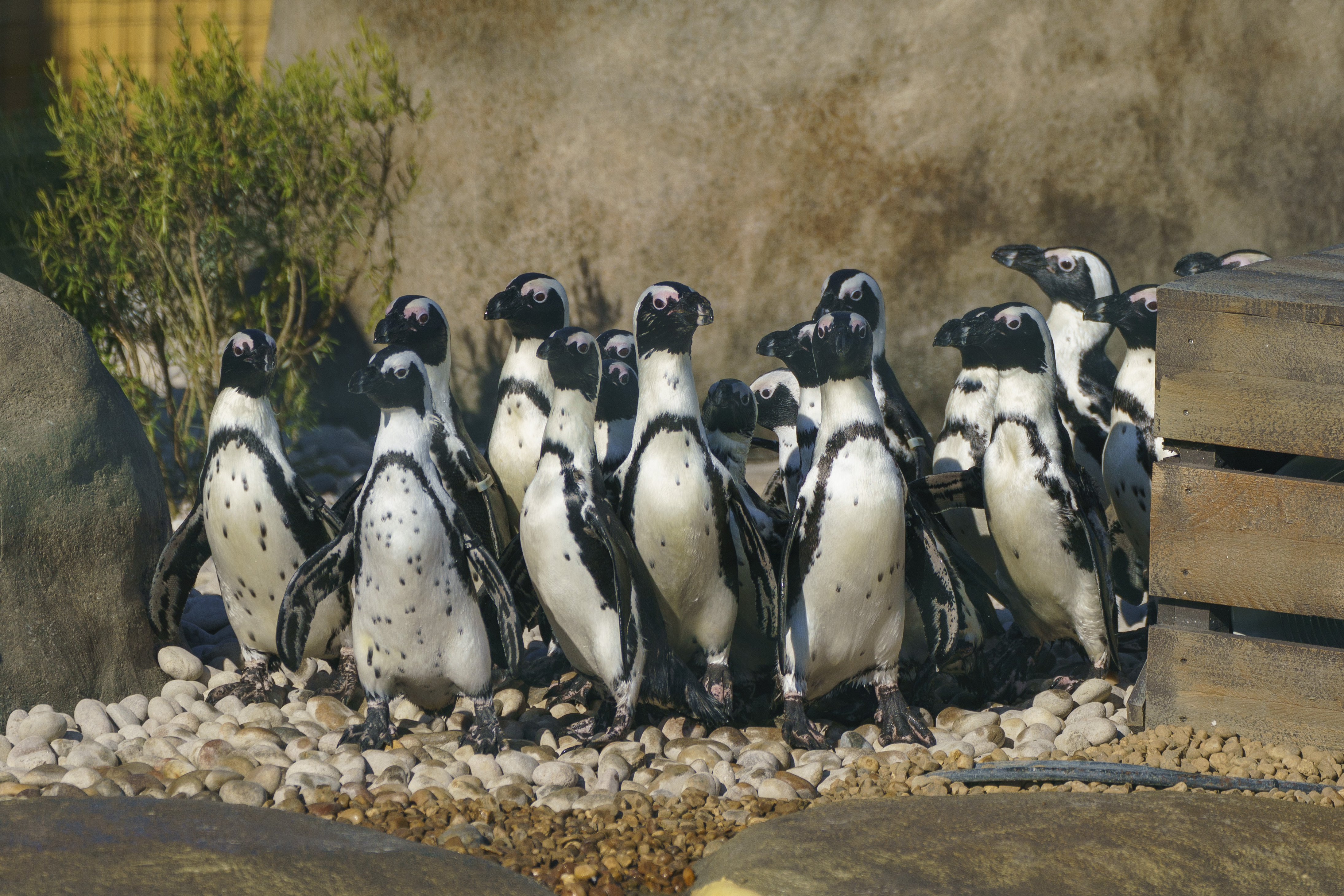 YWP Penguins 017