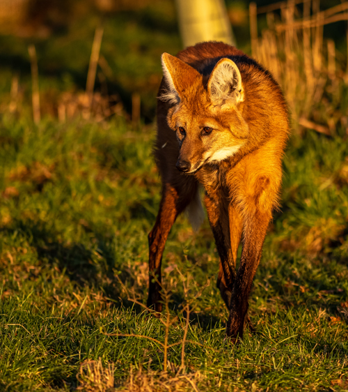 2023 01 23 2023 Maned Wolf 6 Dr Ywp