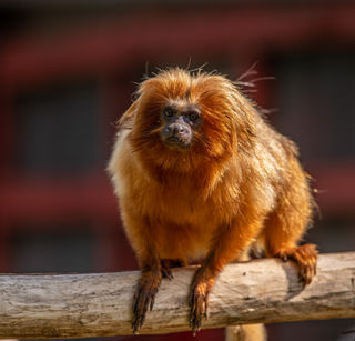 2023 05 31 2023 Golden Lion Tamarin 4 Dr Ywp