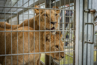 Lion Rescue 3 01