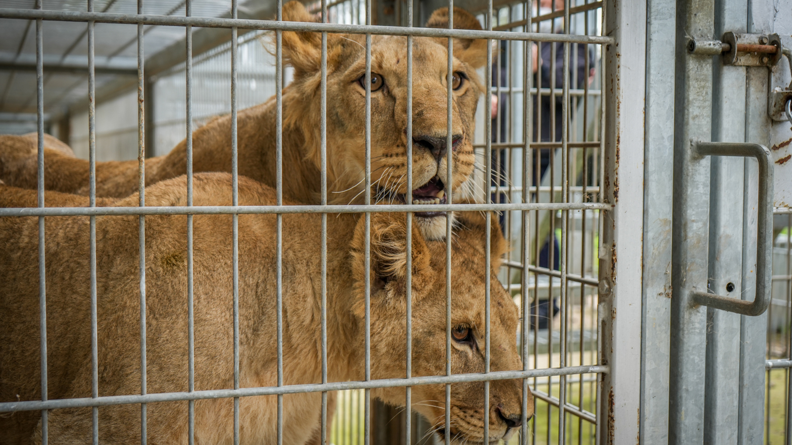 Lion Rescue 3 01