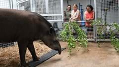 Tapir Feeding