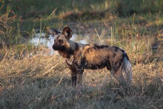 Painted Dog 3409233 1280