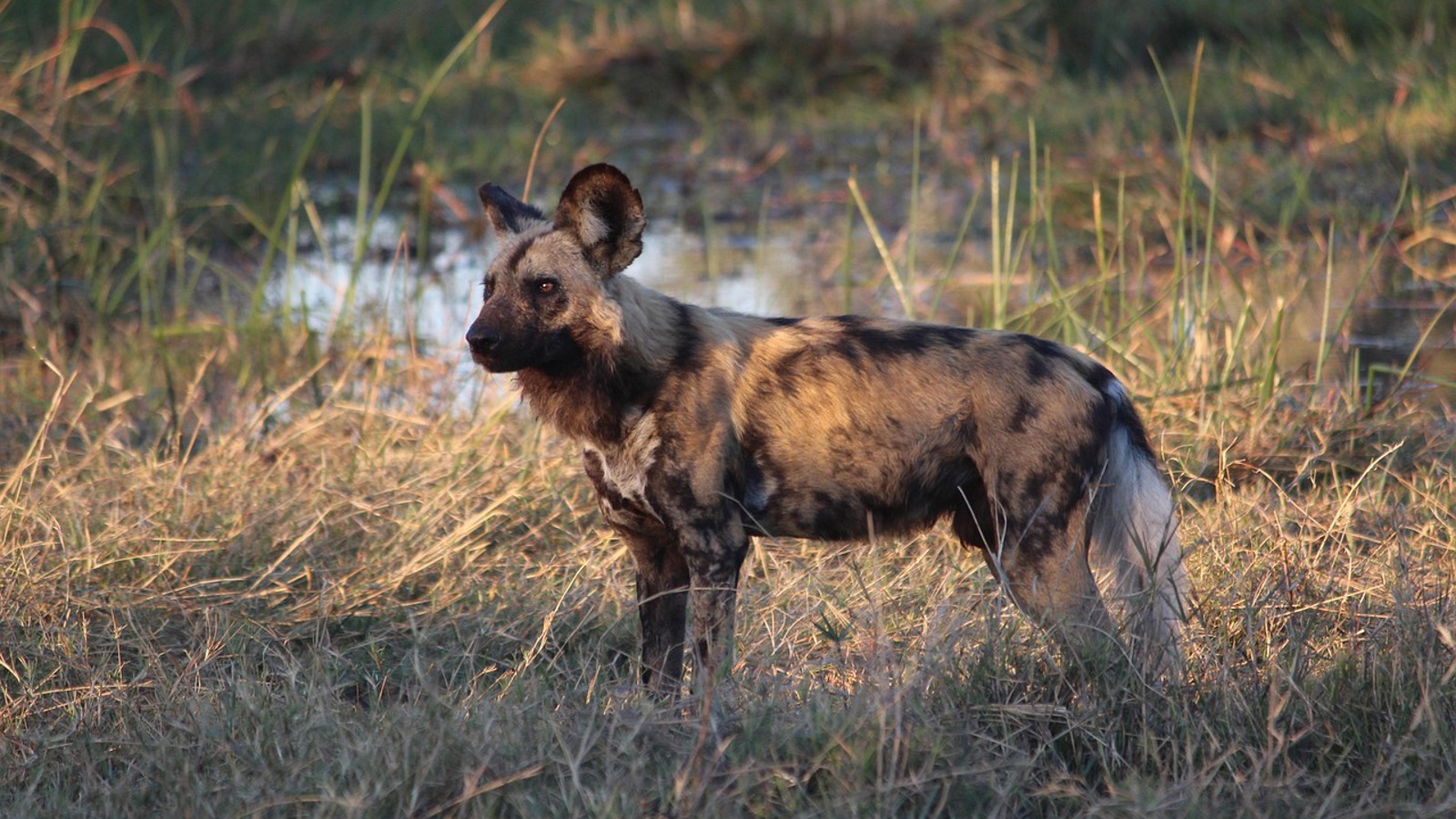 Painted Dog 3409233 1280