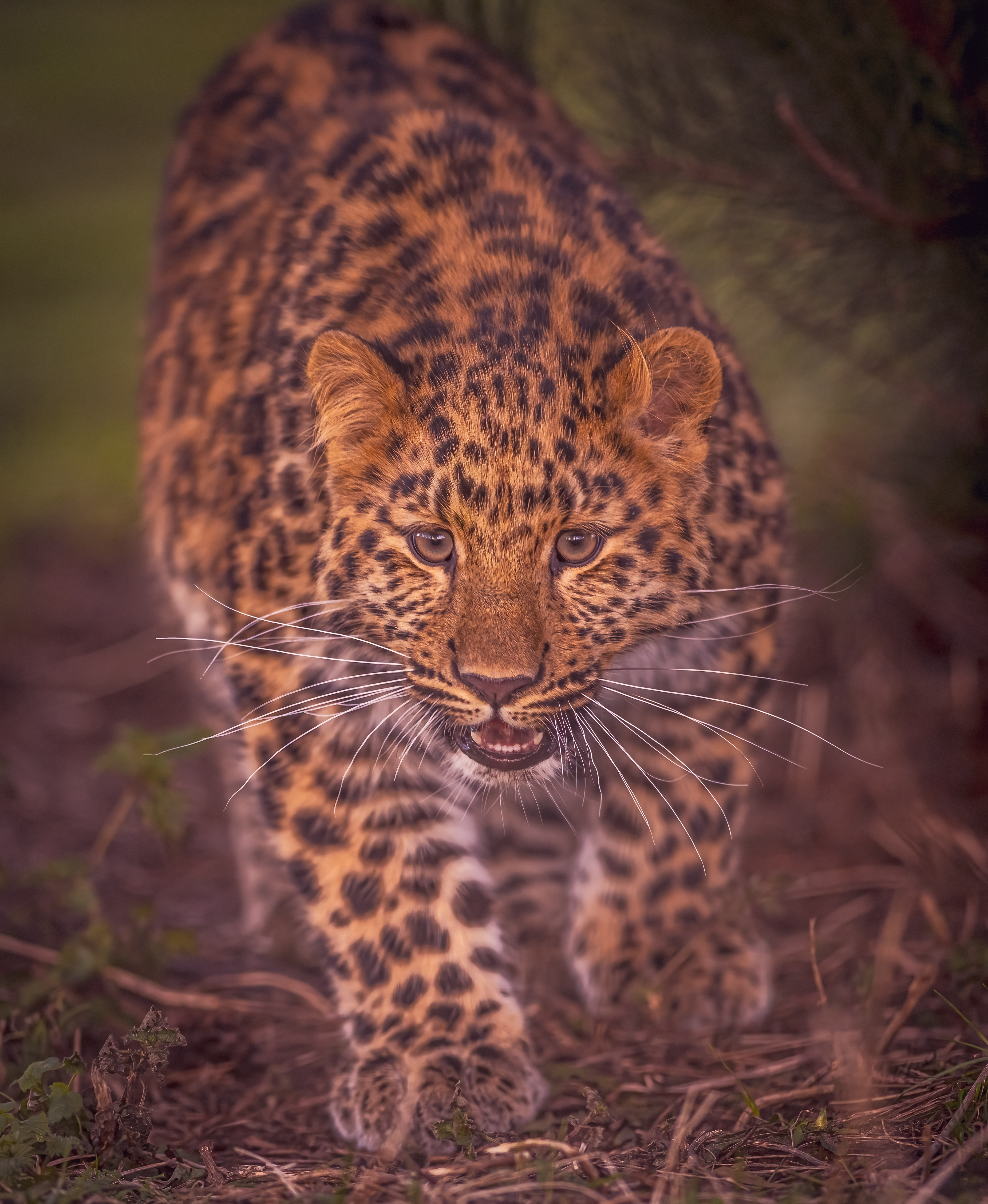 2024 Leopard Heights Auckley Dr Ywp 29