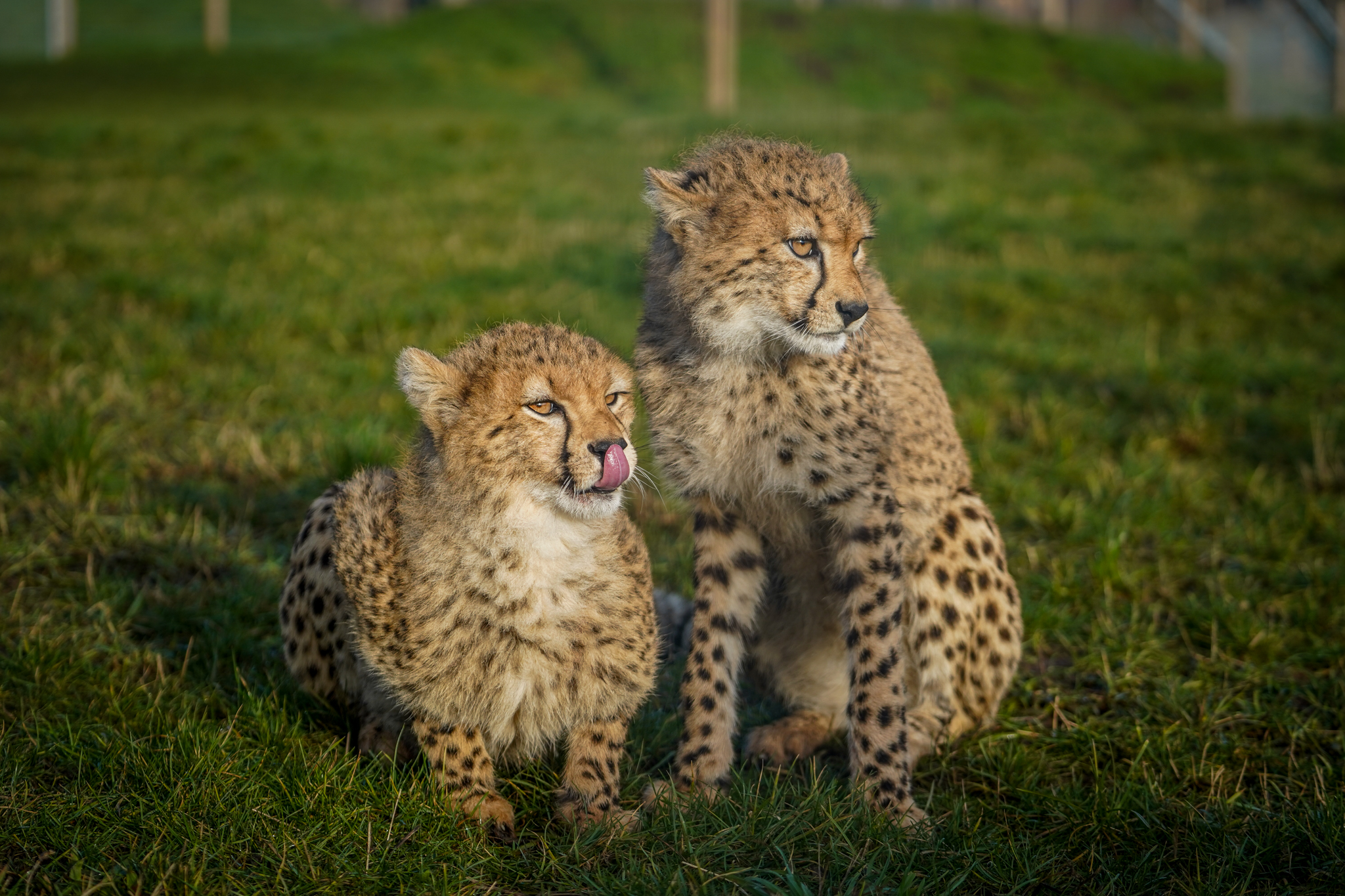 Cheetahs 1