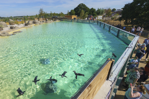 YWP Penguins 041