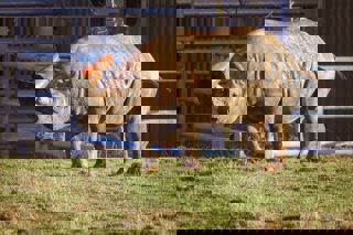Stephen Eccles Rhino Enrichment