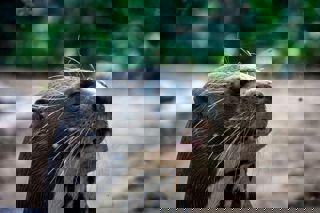 Pexels Cristianloayza 15989103