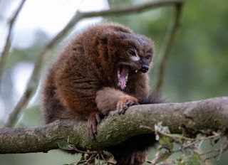 Red Bellied Lemur 6655962 1280