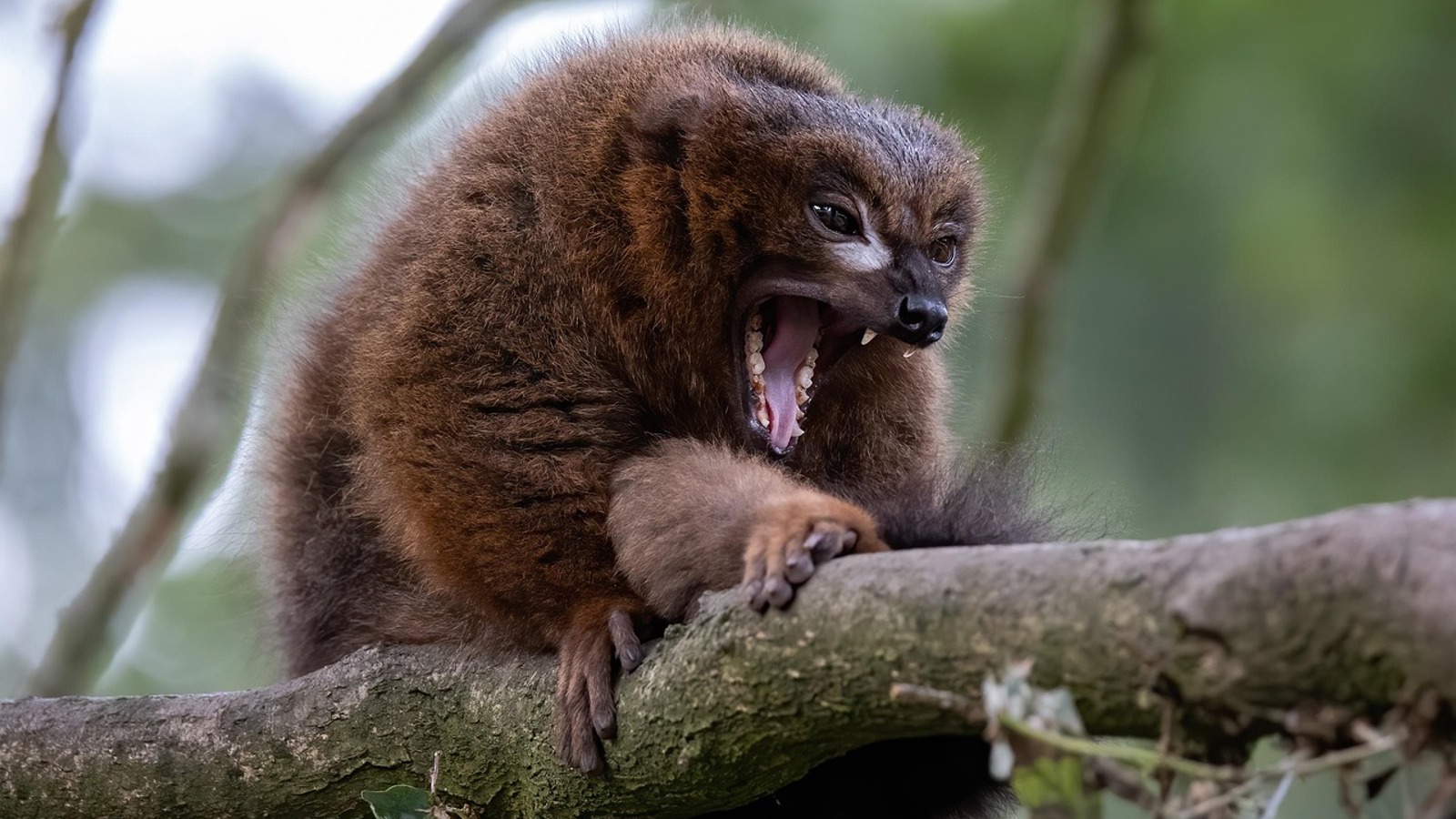 Red Bellied Lemur 6655962 1280