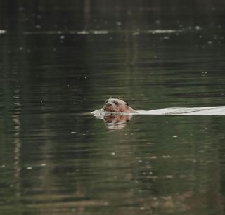 Pexels Jeangc 28587106