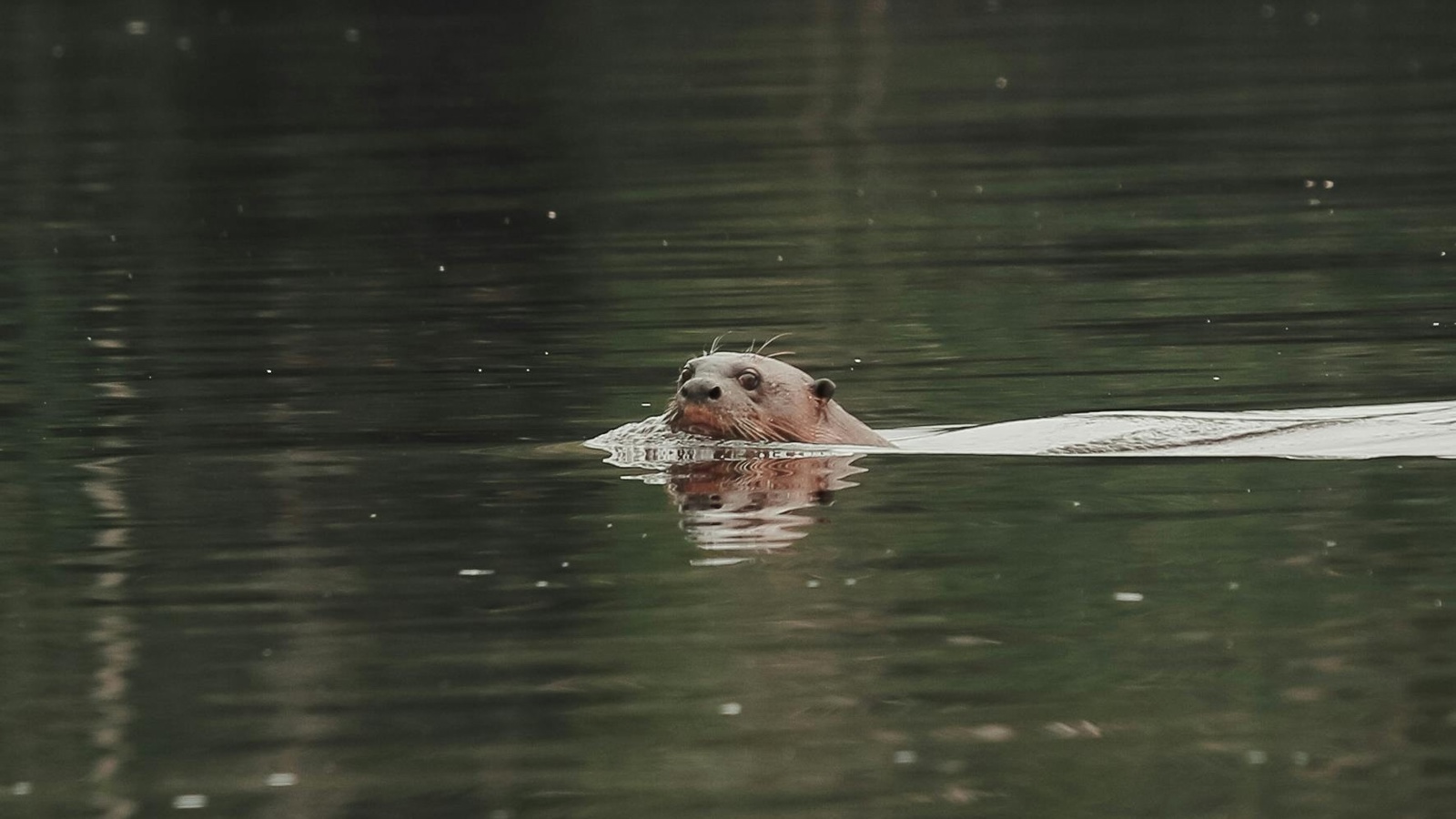 Pexels Jeangc 28587106