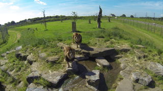 YWP Lions Aerial JPG