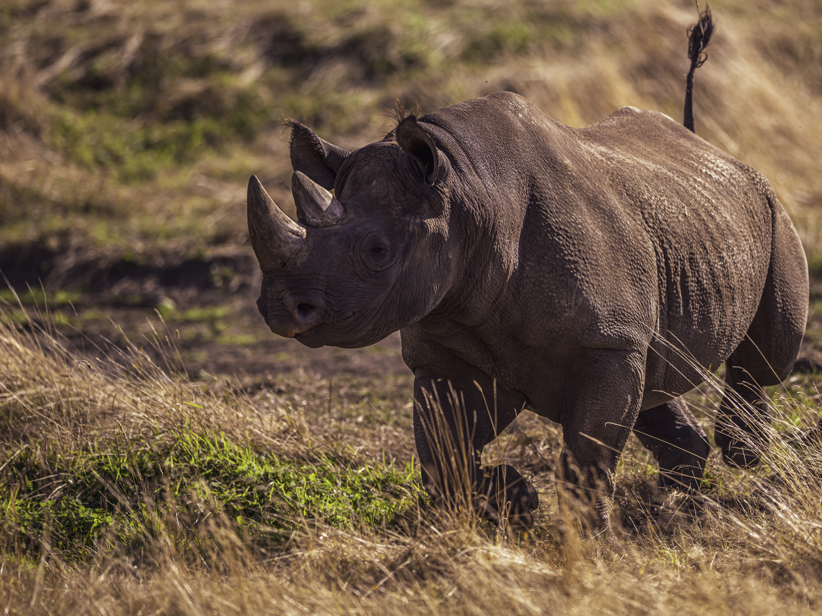2024 Rhino Dr Ywp 3