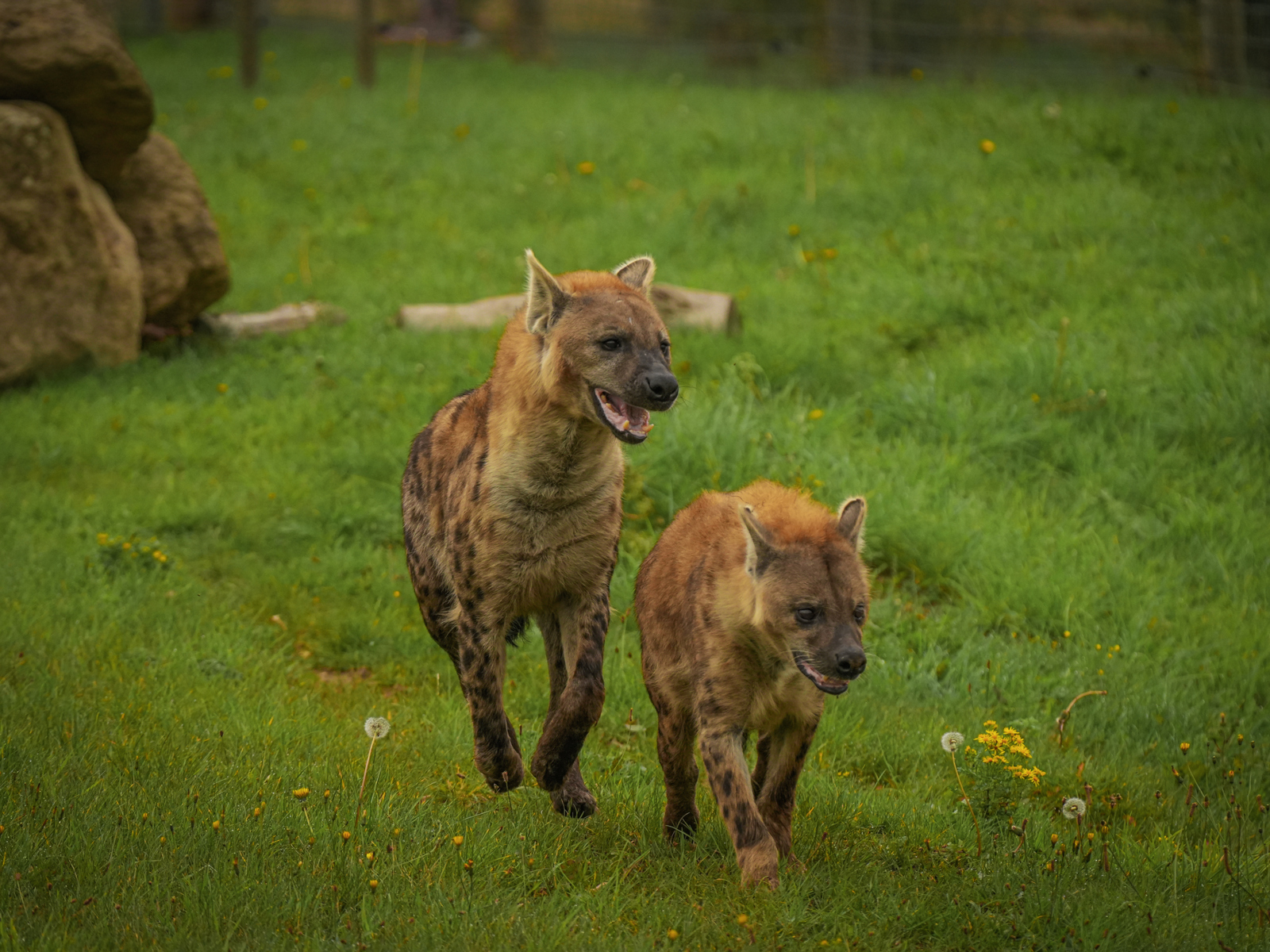 Speedy & Noubia Together 03