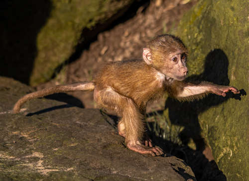 2020 05 25 2020Baboon In The Spotlight 1 Dr Ywp
