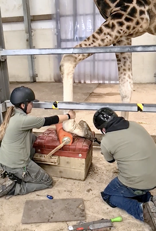 Giraffe Hoof Trim 03 Ywp