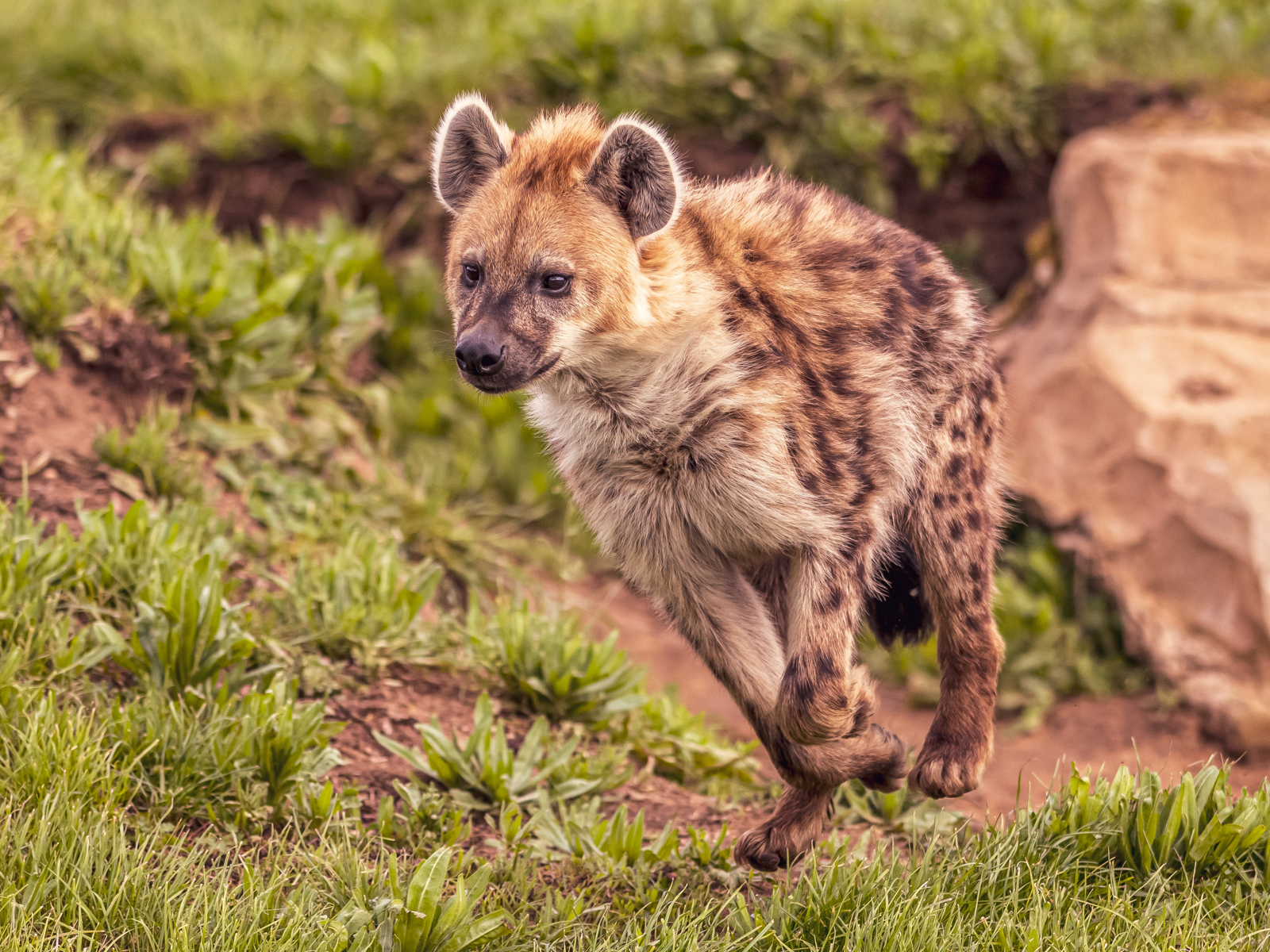 2023 05 03 2023 Hyena 12 Dr Ywp