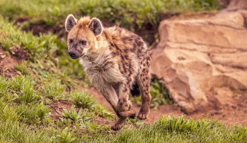2023 05 03 2023 Hyena 12 Dr Ywp