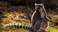 Ring Tailed Lemur(CR. David Roberts)