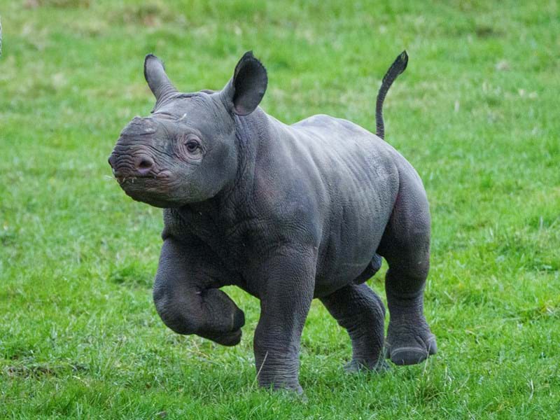 Yorkshire Wildlife Park Rhino 004