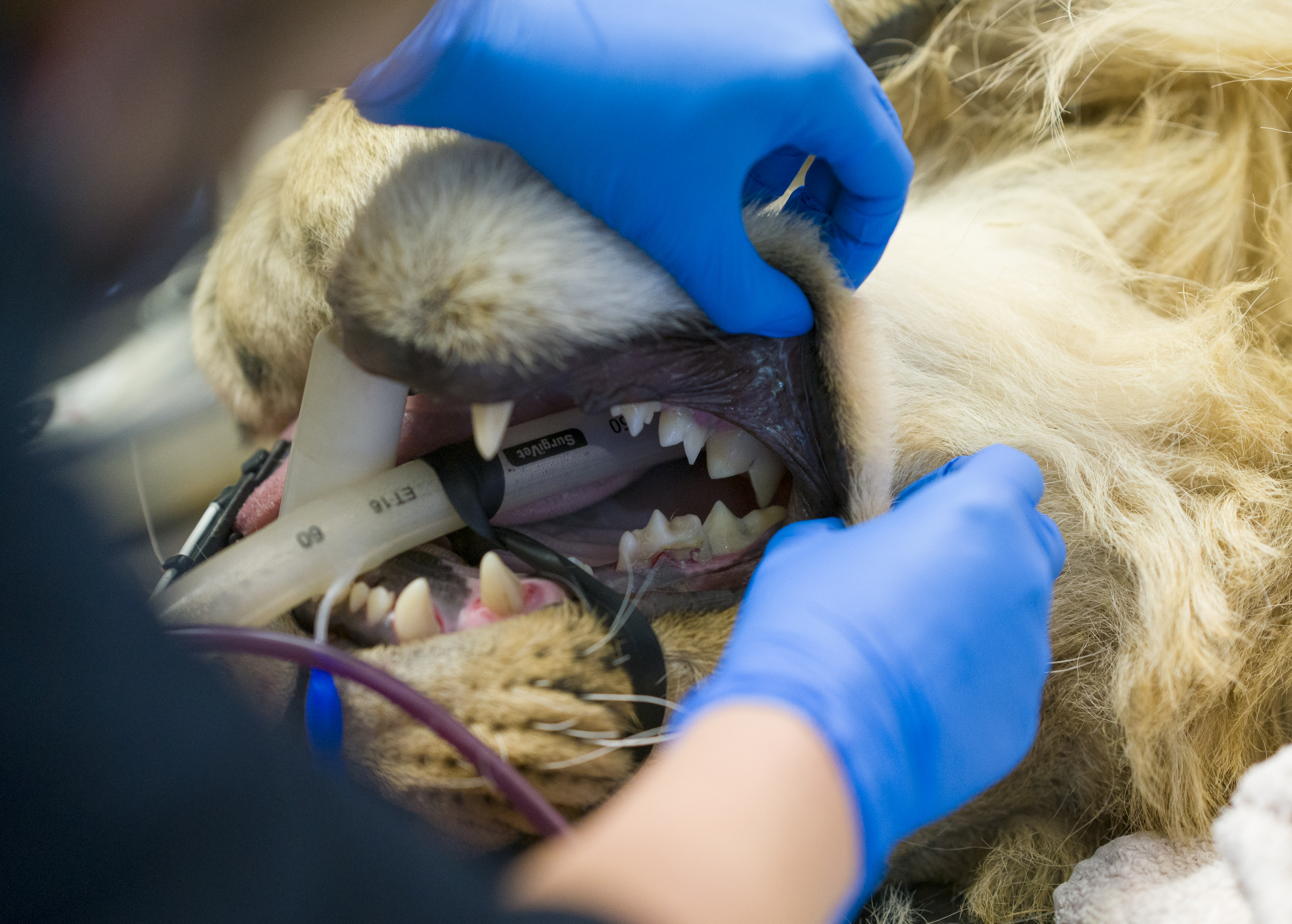 YWP Lion Health Check 029