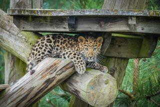Leopard Cubs In Main Reserve 16