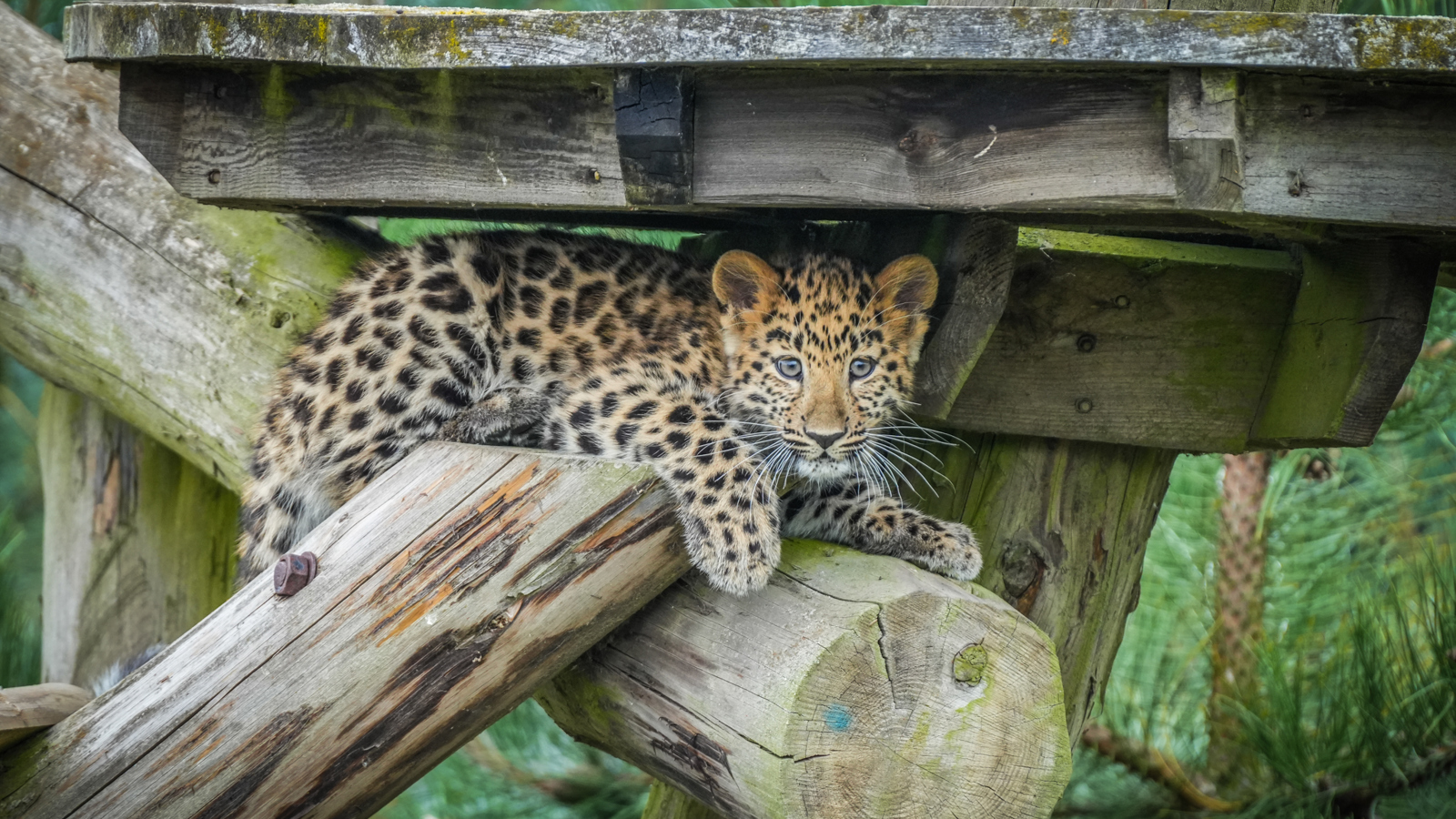 Leopard Cubs In Main Reserve 16