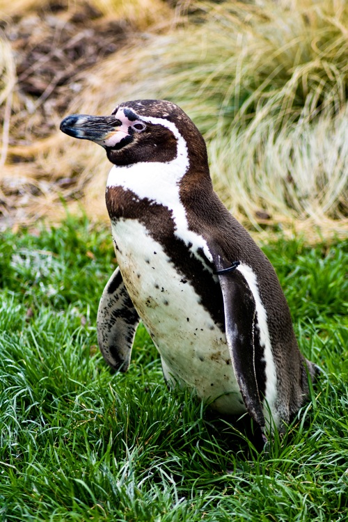 Frank Michler Network Penguin 9504250