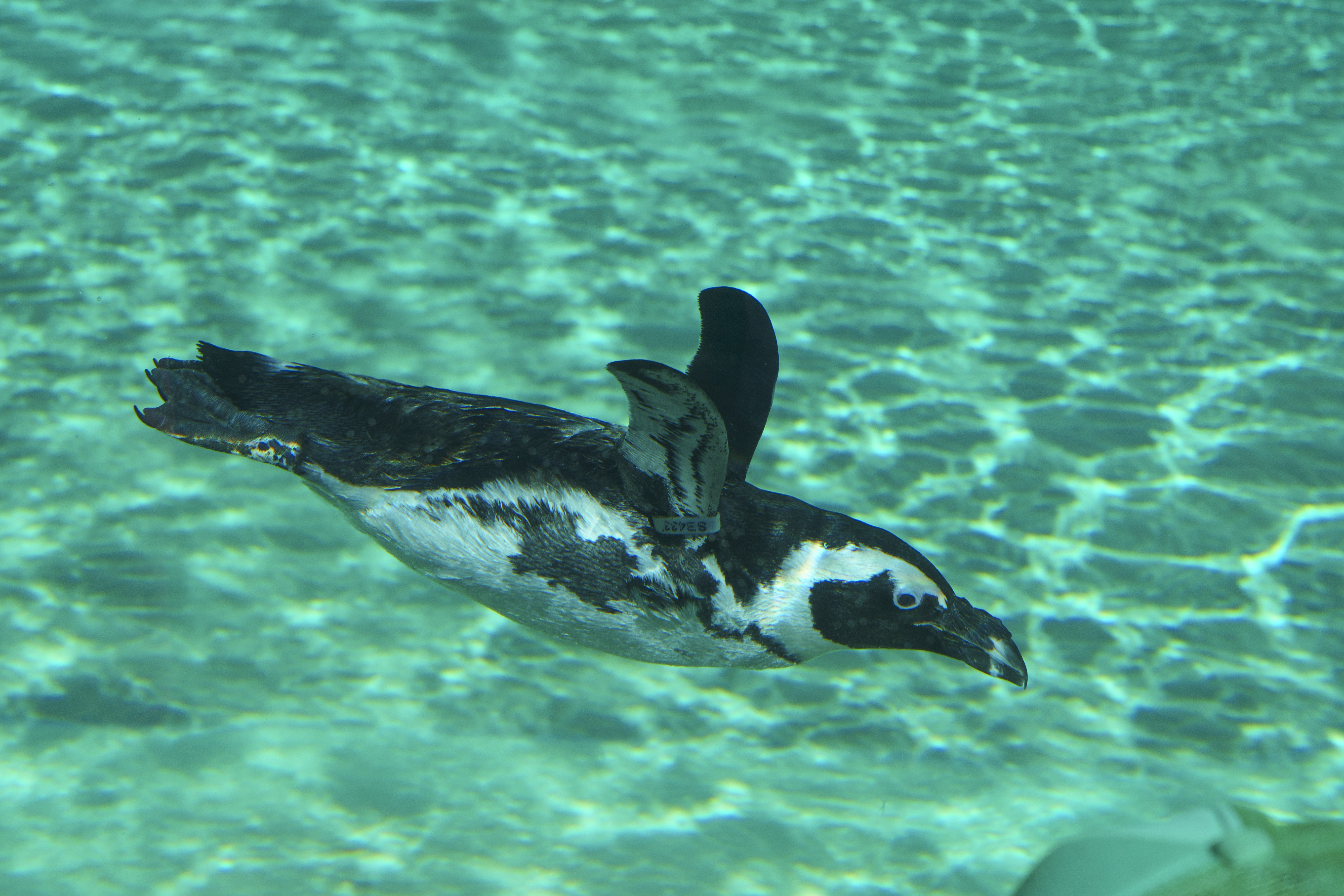 YWP Penguins 034