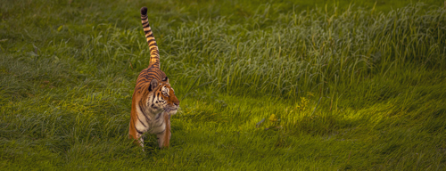 2023Land Of The Tiger Dr Ywp 38