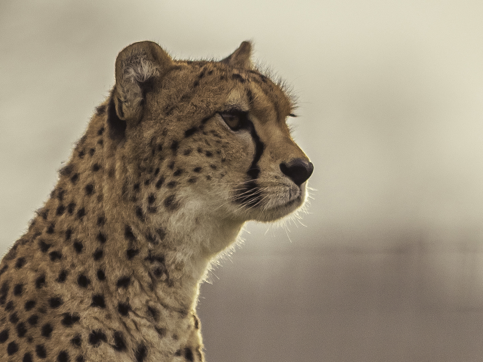 2025 Cheetah Territory Dr Ywp 27