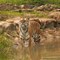 Amur Tiger (CR.Sue Launders)