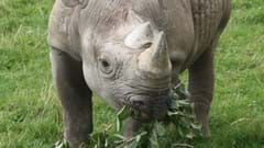 Rhino (CR. Sonja Perry)