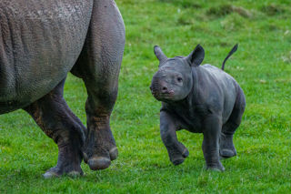 Yorkshire Wildlife Park Rhino 002