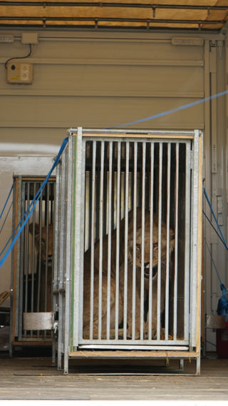 Lion Rescue 3 23