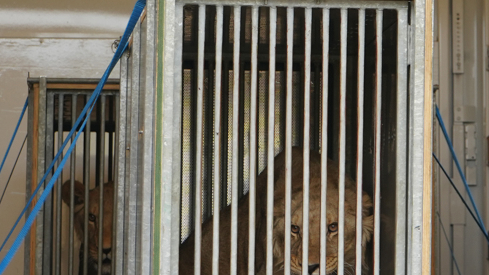 Lion Rescue 3 23