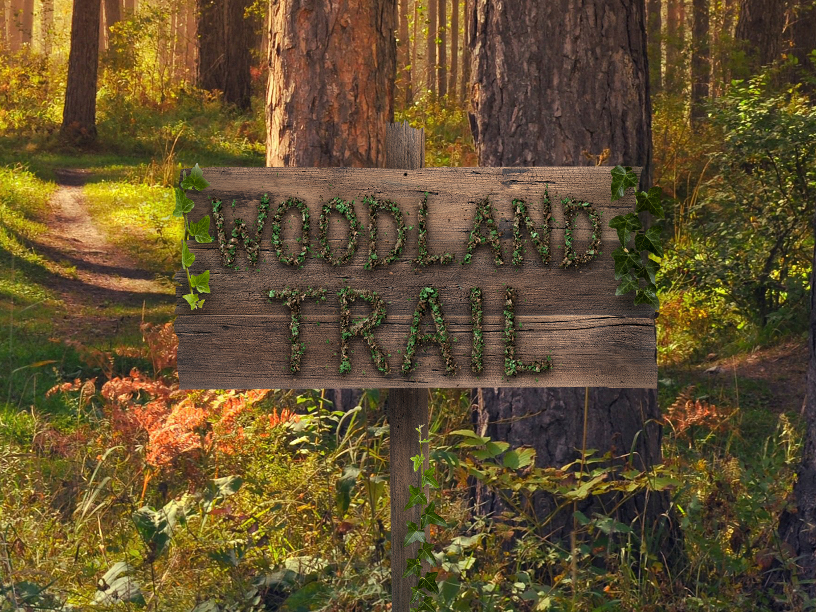 Woodland Trail Carousel