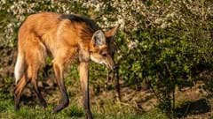 Maned Wolf On The Prowl
