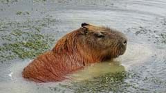 Capybara in pond