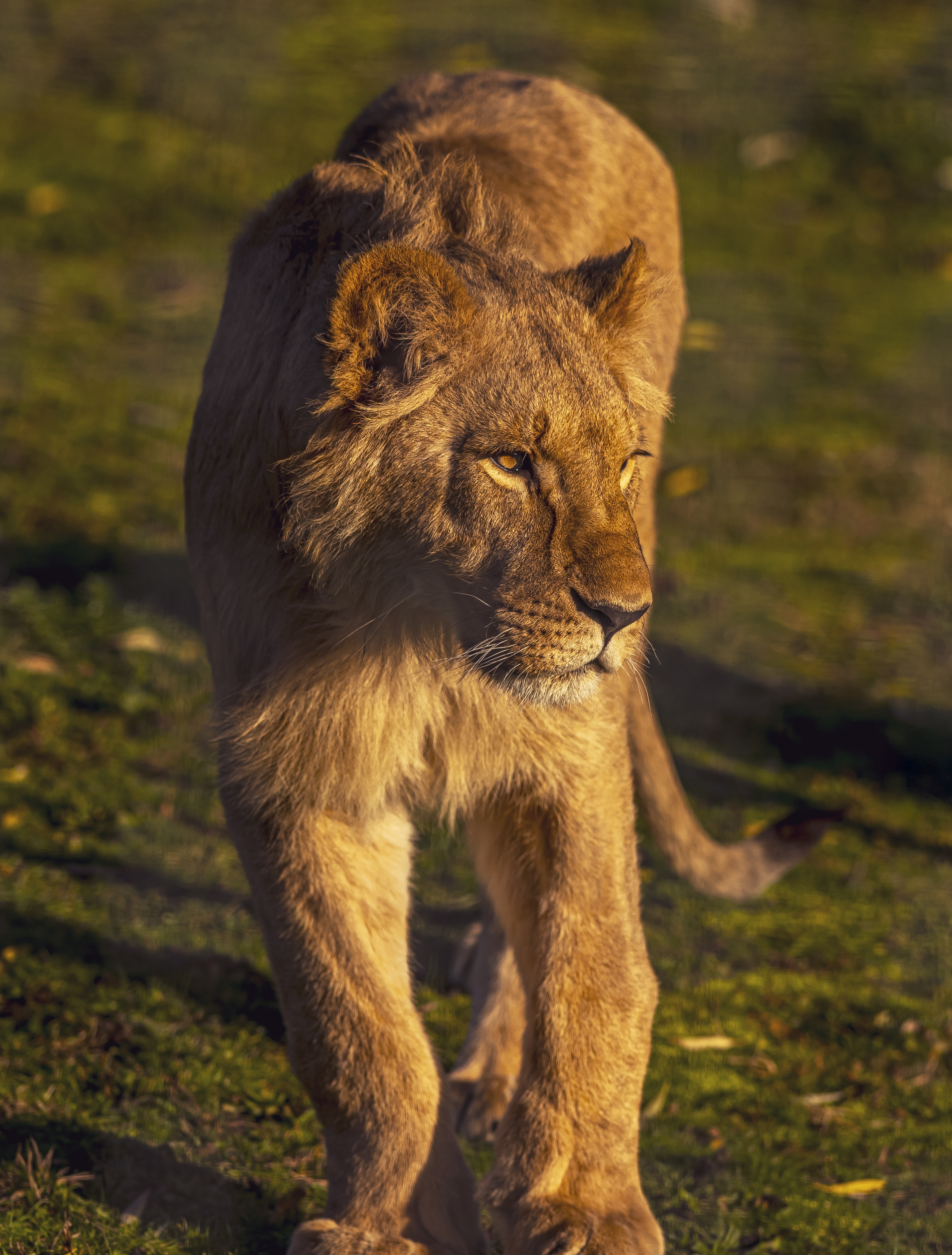 2025 Lion Rescue 3 Dr Ywp 6