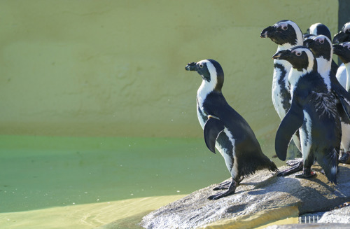 YWP Penguins 020