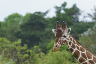 YWP Giraffe 004