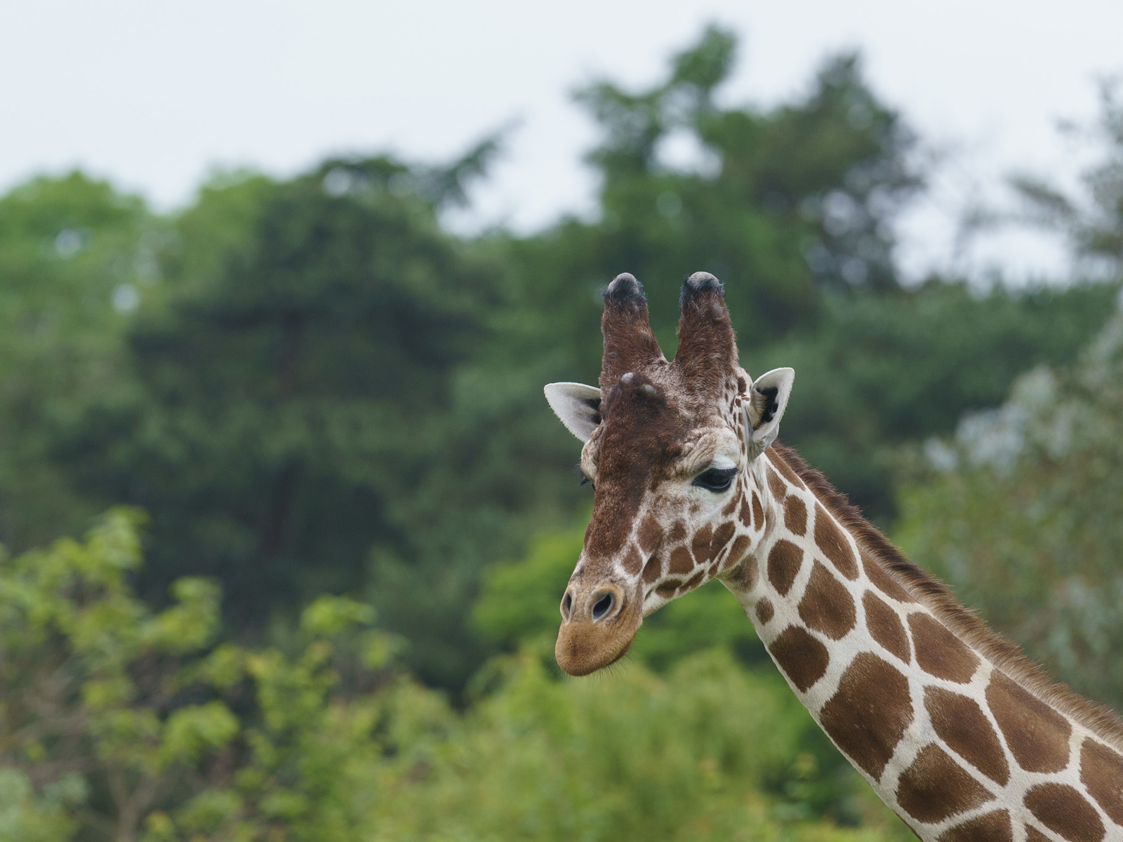 YWP Giraffe 004