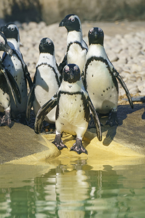YWP Penguins 003