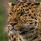 Drake Amur Leopard